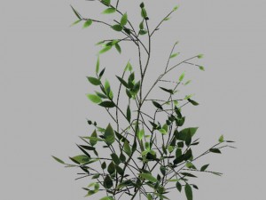 huashan - small plant 02 Modelo 3D