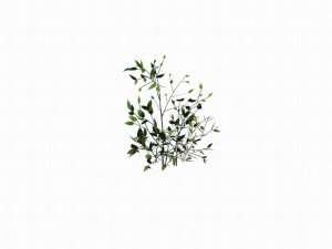 huashan - small plant 02 3D-Modell