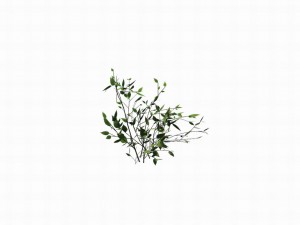 huashan - small plant 02 3D-Modell