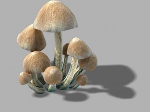 huashan - small plants - mushrooms 01 3D Model