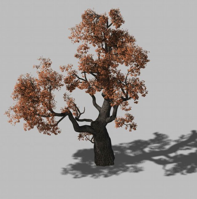 huashan - plant - tree 01 3D 模型 .c4d .max .obj .3ds .fbx .stl .blend 
