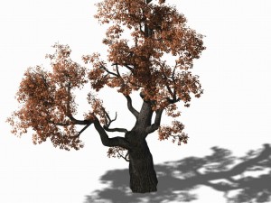 huashan - plant - tree 01 3D 模型
