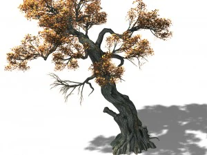huashan - plant - tree 02 3D Model