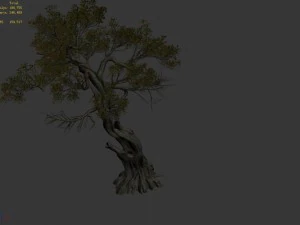 huashan - plant - tree 02 3D Model