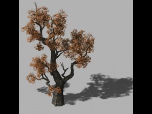 huashan - plant - tree 03 3D मॉडल