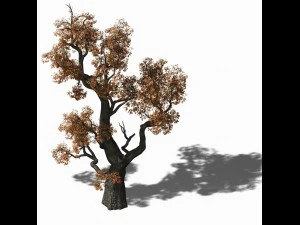 huashan - plant - tree 03 3D Model