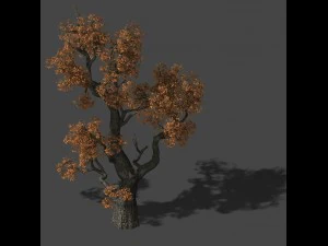 huashan - plant - tree 03 3D Model