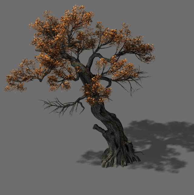 huashan - plant - tree 04 Modello 3D .c4d .max .obj .3ds .fbx .stl .blend