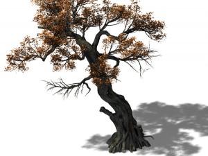 huashan - plant - tree 04 Modello 3D
