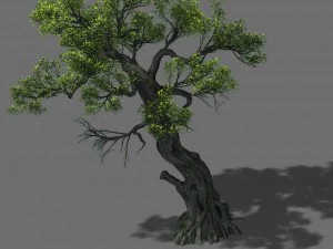 huashan - planta - &aacute;rbol 05 Modelo 3D