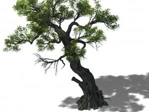 huashan - plant - tree 05 3D Модель