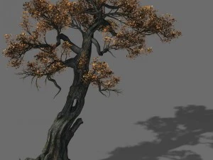 huashan - bitki - ağa&ccedil; 06 3D Model