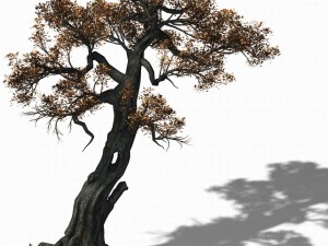 huashan - plant - tree 06 Modelo 3D
