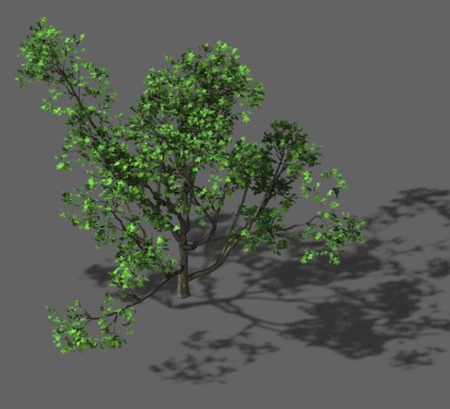 huashan - plant - tree 07 3D मॉडल .c4d .max .obj .3ds .fbx .stl .blend 