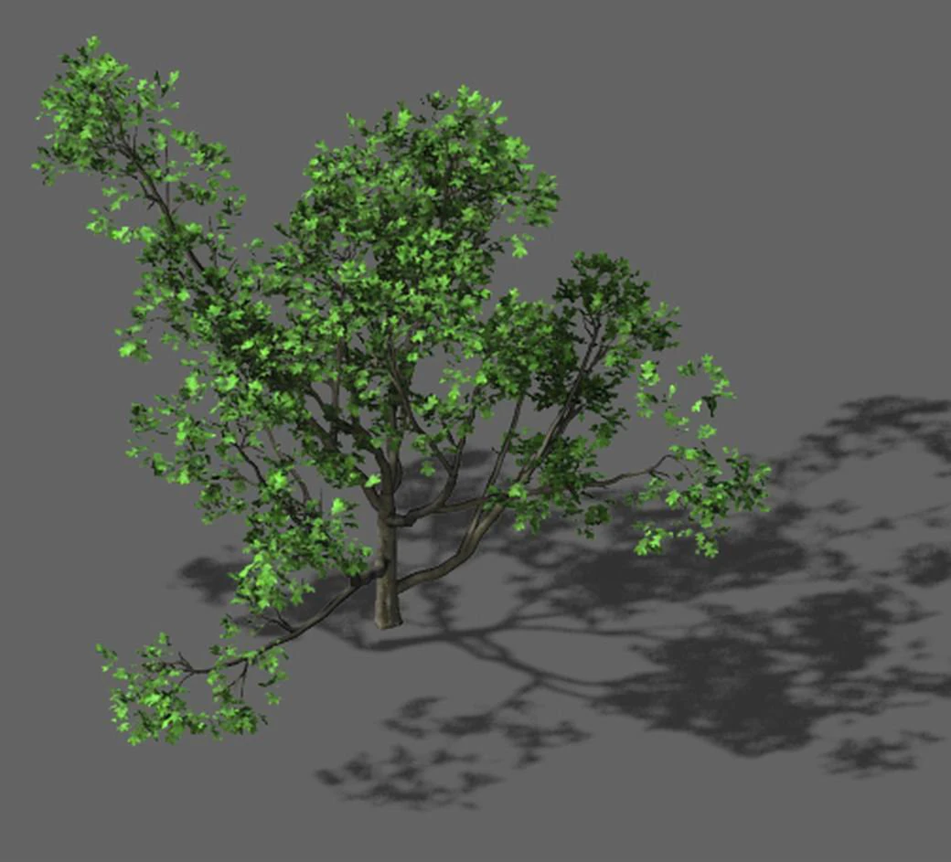 huashan - plant - tree 07 3D Model .c4d .max .obj .3ds .fbx .stl .blend 