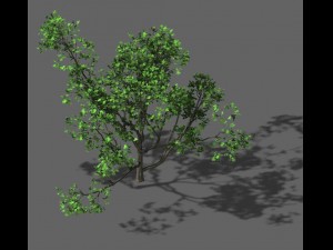huashan - plant - tree 07 Modèle 3D