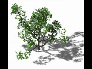 huashan - plant - tree 07 3D Model