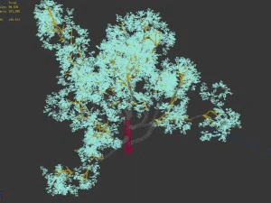 huashan - plant - tree 07 3D Model