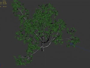 huashan - plant - tree 07 3D मॉडल