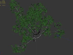 huashan - plant - tree 07 3D Model