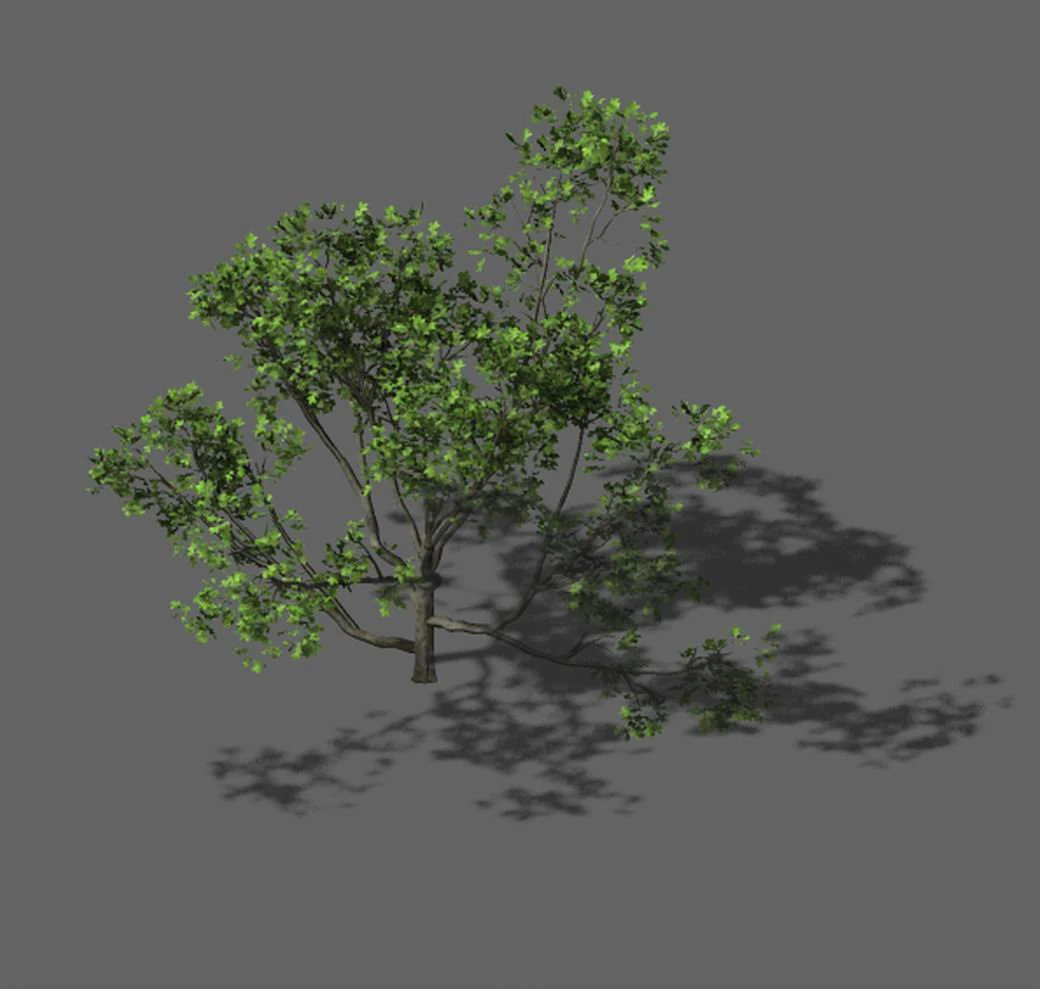 huashan - plant - tree 08 3D Model .c4d .max .obj .3ds .fbx .stl .blend 