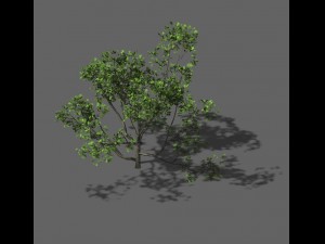 huashan - plant - tree 08 Modello 3D