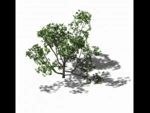 huashan - plant - tree 08 3D Model