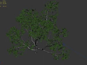huashan - plant - tree 08 3D Model