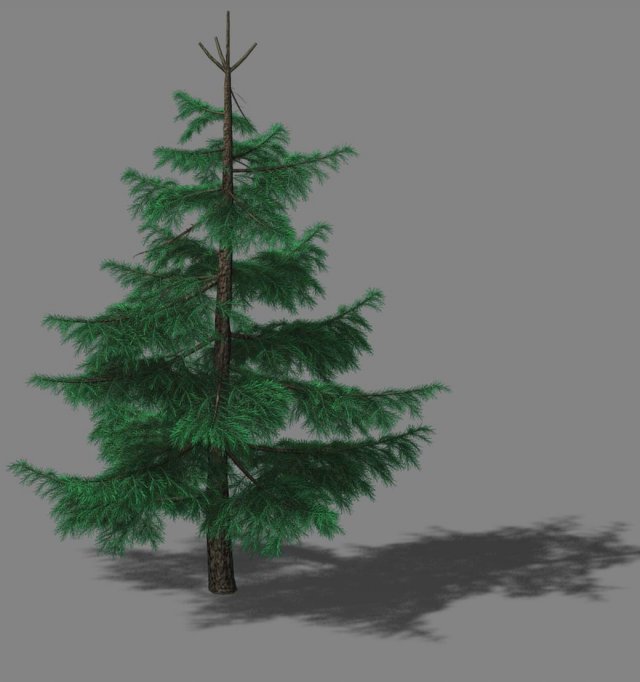 huashan - plants - pine 01 3D 모델 .c4d .max .obj .3ds .fbx .stl .blend 