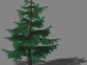 huashan - plants - pine 01 3D Модель