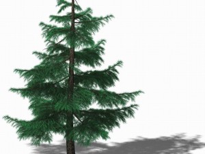 huashan - plants - pine 01 3D 모델