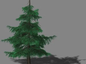 huashan - pianta - pino 02 Modello 3D