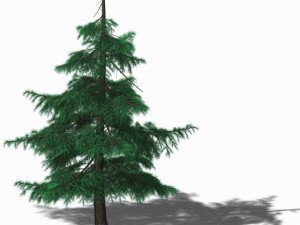 huashan - plant - pine 02 Model 3D