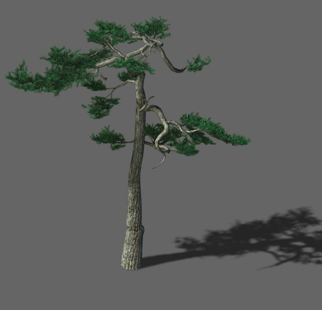 huashan - plant - pine 03 3D Модель .c4d .max .obj .3ds .fbx .stl .blend 