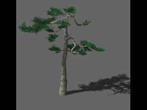 huashan - plant - pine 03 3D Model