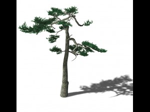 huashan - plant - pine 03 3D Модель