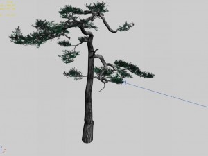 huashan - plant - pine 03 3D Модель