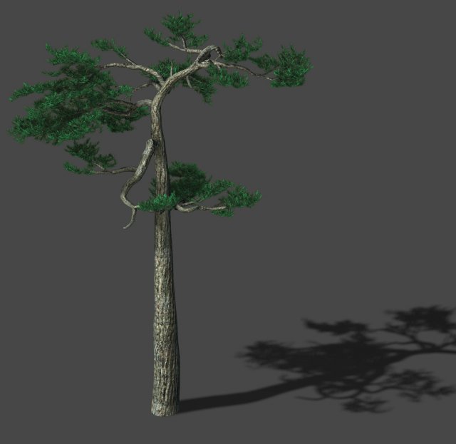 huashan - plant - pine 04 Modèle 3D .c4d .max .obj .3ds .fbx .stl .blend 