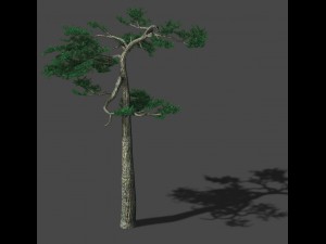 huashan - plant - pine 04 Modello 3D
