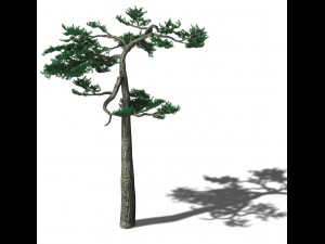huashan - plant - pine 04 Modèle 3D