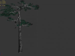 huashan - plant - pine 04 Modèle 3D