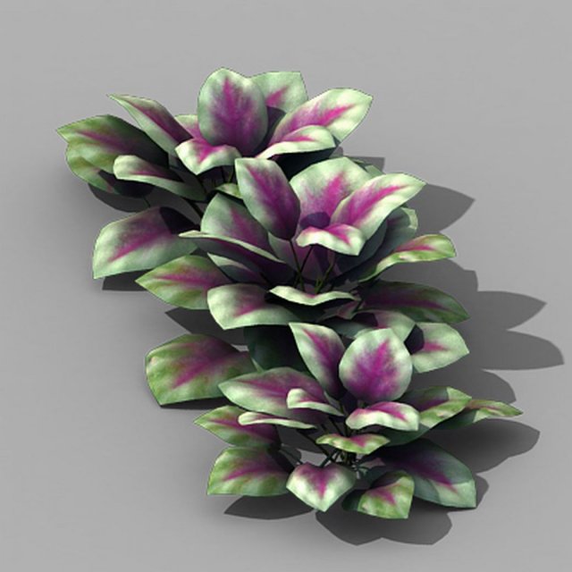 huashan - plants - small plants 01 3D 模型 .c4d .max .obj .3ds .fbx .stl .blend