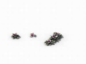 huashan - plants - small plants 01 3D 模型