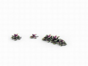 huashan - plants - small plants 01 3D 模型