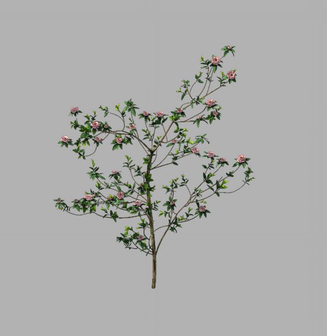 huashan - plant - wildflower 01 3D-Modell .c4d .max .obj .3ds .fbx .stl .blend 