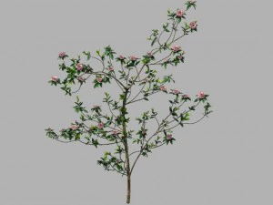 Huashan - Pflanze - Wildblume 01 3D Modell