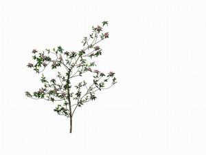 huashan - plant - wildflower 01 3D-Modell