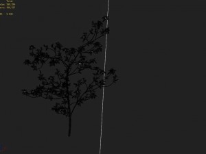 huashan - plant - wildflower 01 3D-Modell