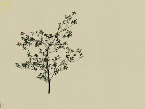 huashan - plant - wildflower 01 3D-Modell