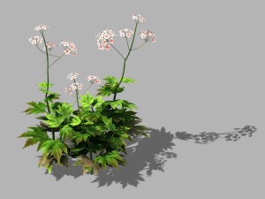 huashan - plants - wildflowers 02 Modelo 3D